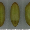 pol daphnis pupa2 volg1